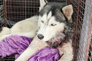 Husky Found Collapsed On Lawn Becomes The Happiest Boy