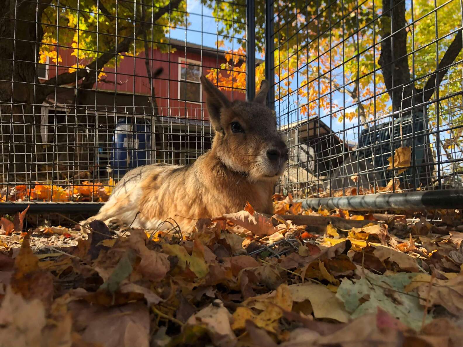 Rare Rabbit-Like Animal Shocks Everyone At Rescue With His Unusual ...