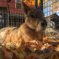 Rare Rabbit-Like Animal Shocks Everyone At Rescue With His Unusual Voice