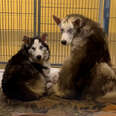 Three Feral Husky Siblings Were Found Huddled Together