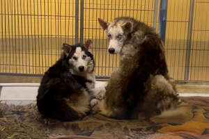 Three Feral Husky Siblings Were Found Huddled Together