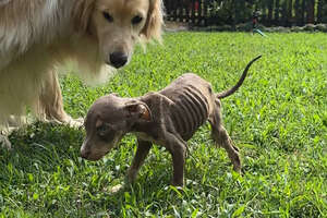 Skinny Foster Puppy Can't Stop Cuddling Up To Golden Retriever