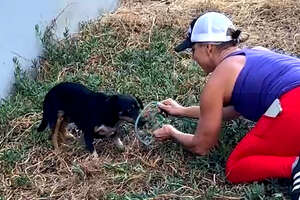 Woman Spots Small Scared Dog By A Busy Highway