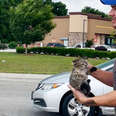 Dad Who Doesn't Like Cats Saves A Kitten At A Traffic Stop