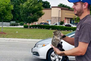 Dad Who Doesn't Like Cats Saves A Kitten At A Traffic Stop