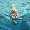 Sailboat Cat Loves To Dive Into The Waterive Into The Water