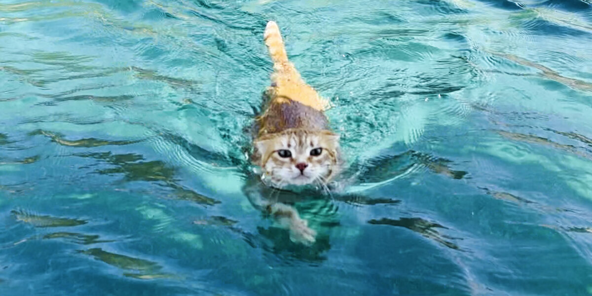 Sailboat Cat Loves To Dive Into The Waterive Into The Water - Videos ...