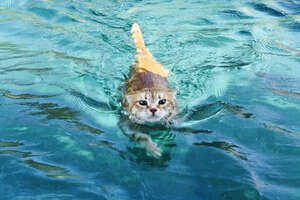 Sailboat Cat Loves To Dive Into The Waterive Into The Water