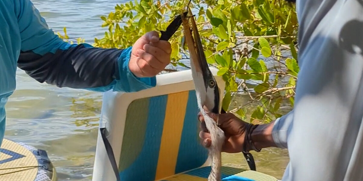 Person Rescuing Bird Friends Turn Their Florida Vacation Into A Bird Rescue Mission - Videos ...