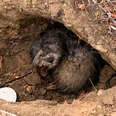 This Stray Was So Matted You Couldn't See His Tail 