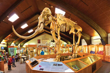 a mammoth skeleton in a small museum room in Casper, Wyoming