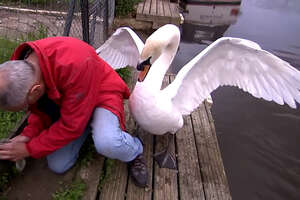 Swan Dad Won't Let This Guy Rescue His Baby