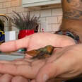 Man Rescues Injured Hummingbird While Walking His Dogs