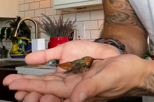 Man Rescues Injured Hummingbird While Walking His Dogs