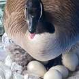 Mama Goose Decides To Lay Eggs On Woman's Porch