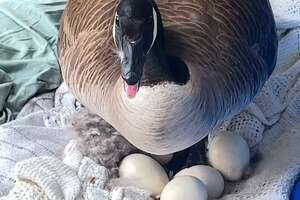 Mama Goose Decides To Lay Eggs On Woman's Porch