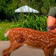 Orphaned Fawn Adopts This Guy As Her Dad