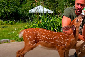 Orphaned Fawn Adopts This Guy As Her Dad