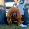 125-Pound Golden Retriever Couldn't Even Stand Up On Her Own