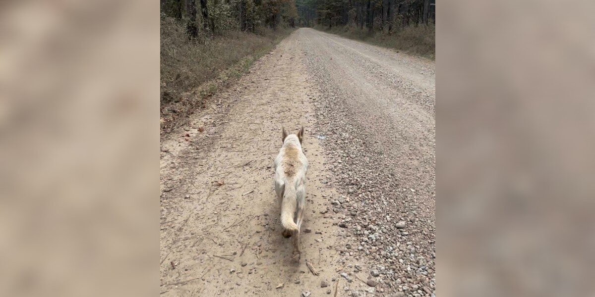 Woman Follows Dog Through The Woods And Finds Piles Of Days-Old Puppies