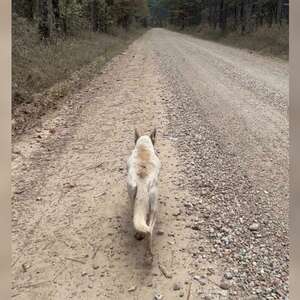 Woman Follows Dog Through The Woods And Finds Piles Of Days-Old Puppies