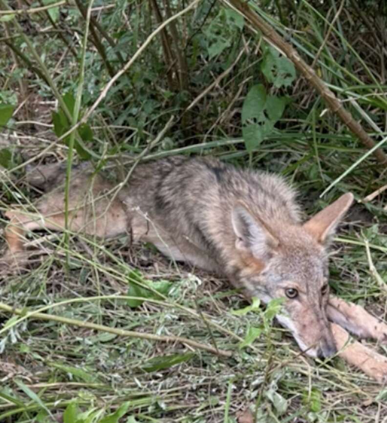 Coyote surrounded by grass