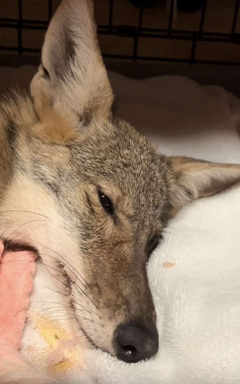 Coyote head resting on cloth