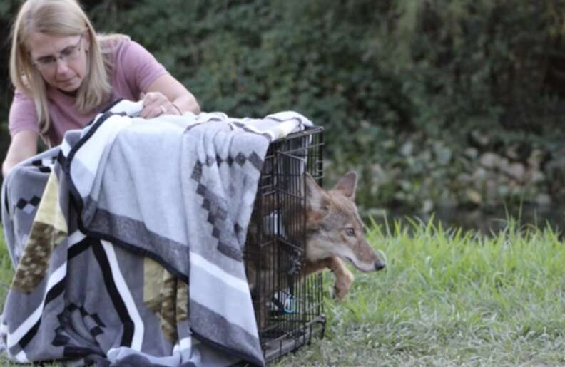 coyote leaving kennel