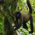 Baby Monkey Rescued From Pet Trade Gets A Wild Family