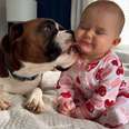 Boxers Jump On Their Sisters Crib To Greet Her Every Morning