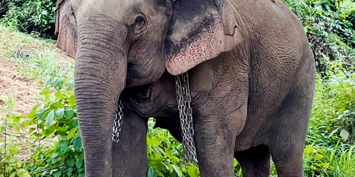 Elephant Walks Free After 41 Years In Chains - Videos - The Dodo