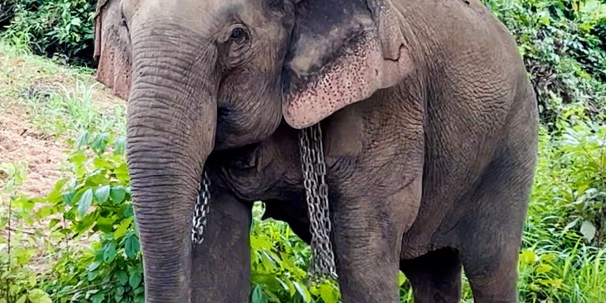 Elephant In Chains Elephant Walks Free After 41 Years In Chains - Videos - The Dodo
