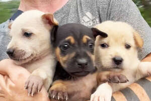 Guy Finds 3 Puppies On Side Of Road