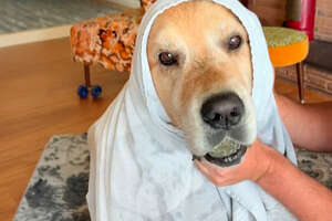 Golden Retriever Is Obsessed With Collecting Massive Rocks