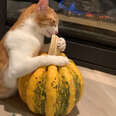 Cat Is Obsessed With Pumpkin