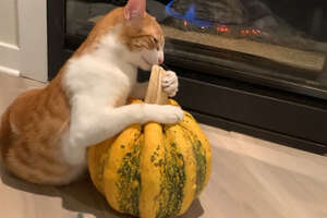 Cat Is Obsessed With Pumpkin