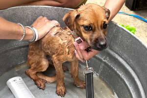 Puppy Living On A 2-Foot Chain Is An Adventure Dog Now