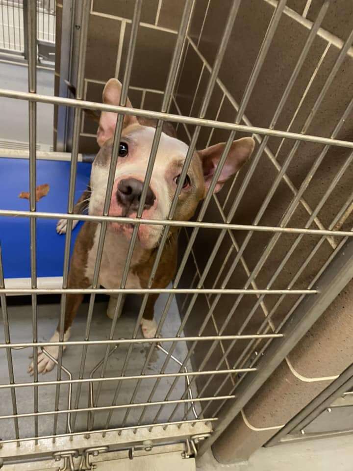 Parker the pittie in the shelter