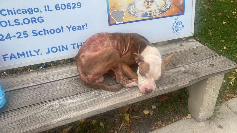 Dog found curled up on park bench