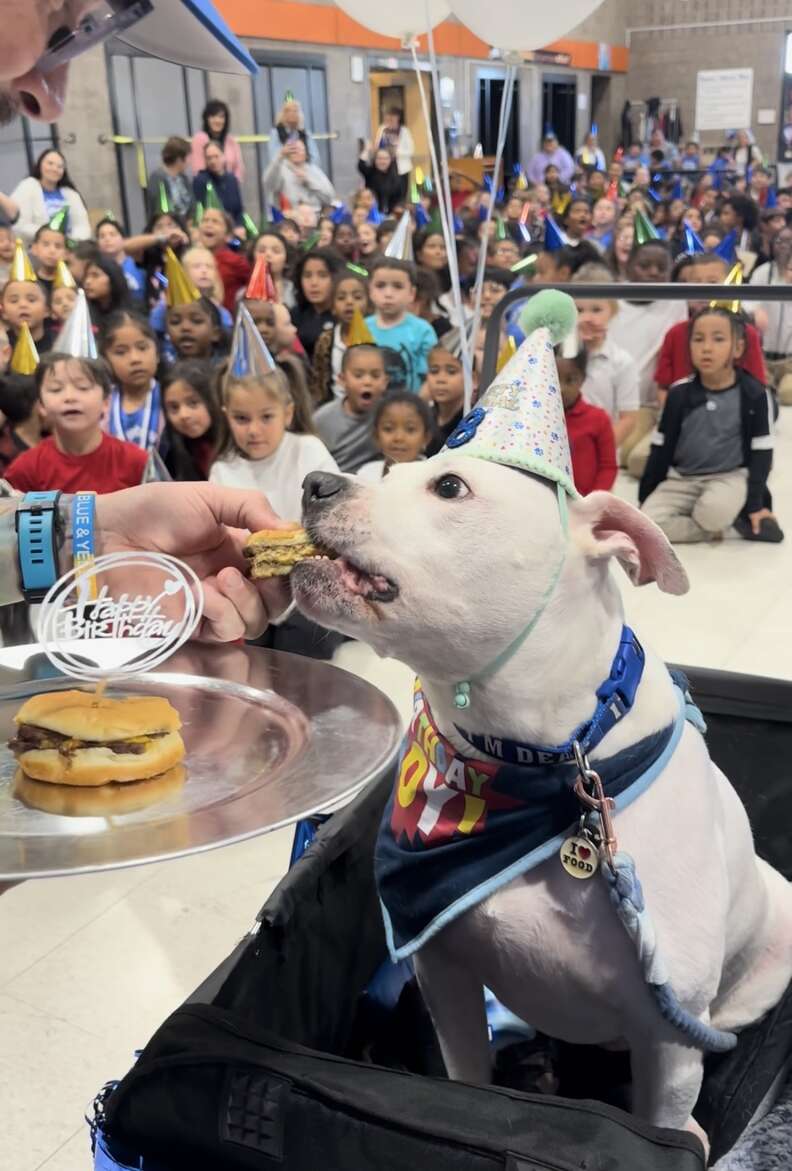 deaf dog birthday