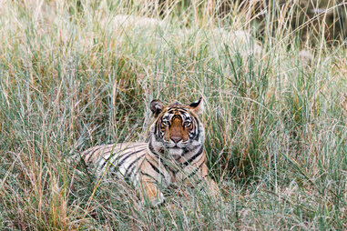 Tiger spotting in Ranthambore National Park
