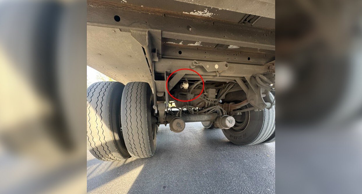Truck Driver Hears Cry From Beneath Vehicle And Ends Up Making A Friend
