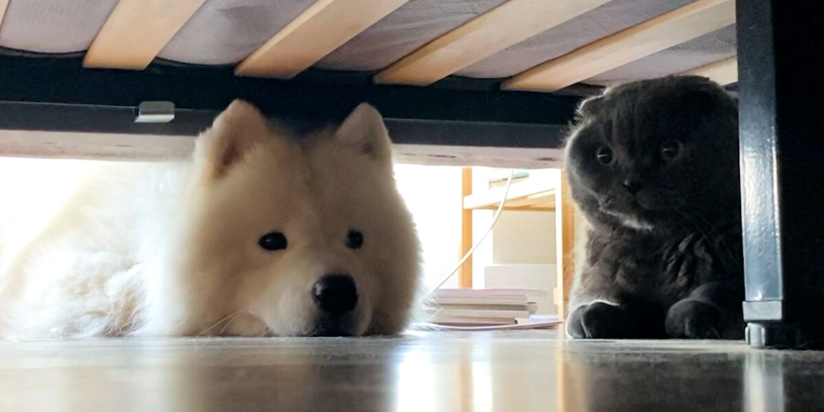 5 Times VERY Persistent Dogs Convinced Cat Siblings To Love Them Back ...