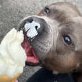 Dog Cries For The Ice Cream Truck Every Wednesday