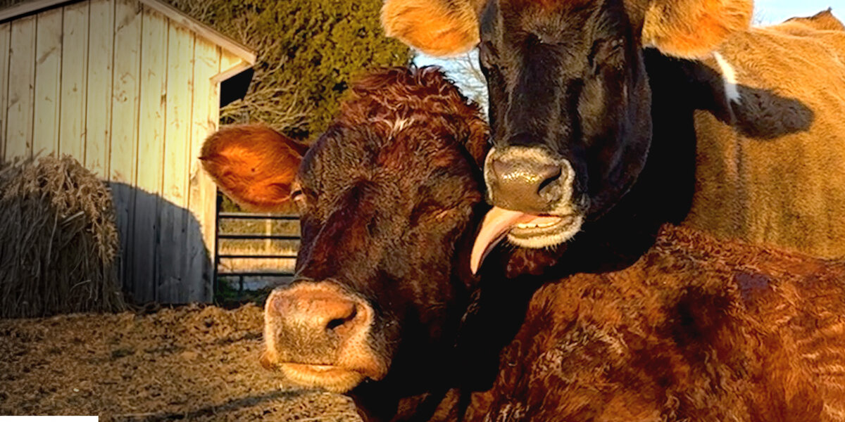 20 Year Old Rescue Cow Finds Her Soulmate - Videos - The Dodo