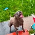 Pittie Leaps Out The Door When It Rains