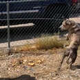 5-Year-Old Neighbor Fed This Dog Until He Was Rescued