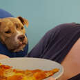 Foster Pittie Goes Viral For REALLY Wanting Pizza