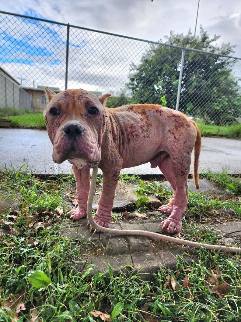 Hairless stray dog with mange