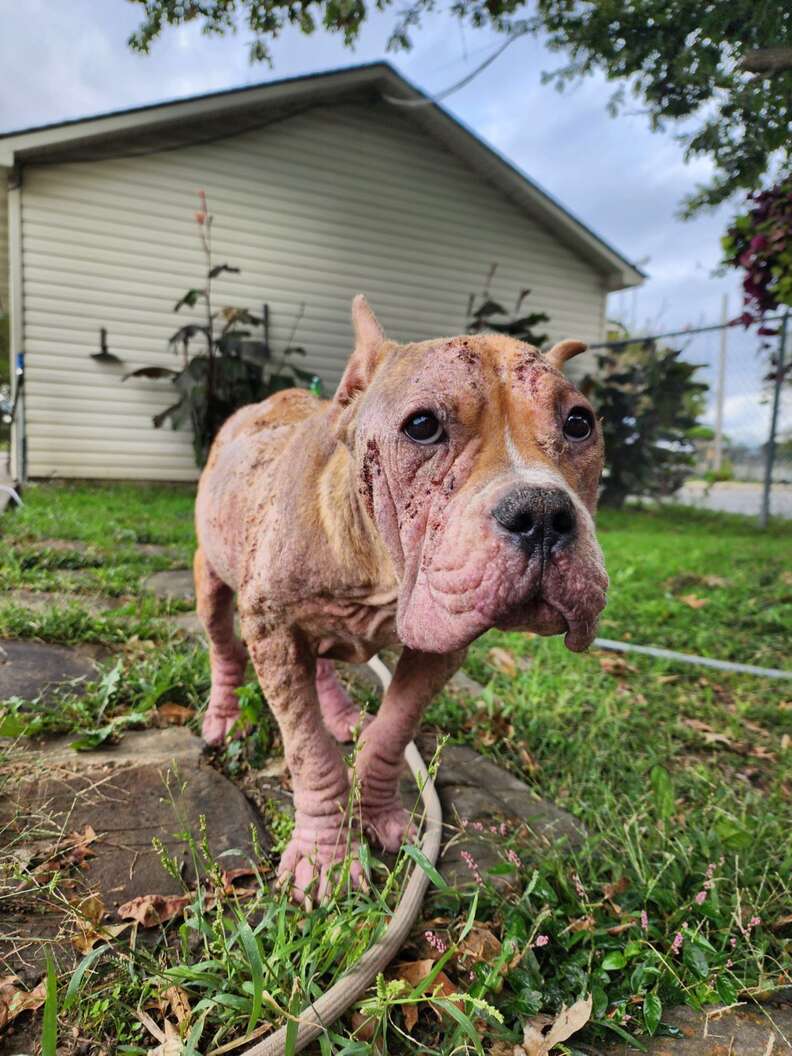 Dog with mange transforms